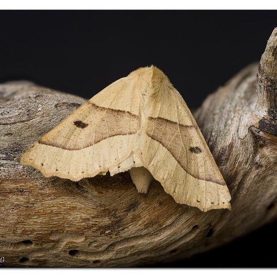 Scalloped Oak: Animal in nature in the NatureSpots App