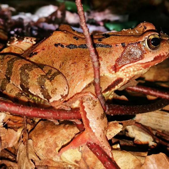 Grasfrosch: Tier im Habitat Wald der gemäßigten Breiten in der NatureSpots App