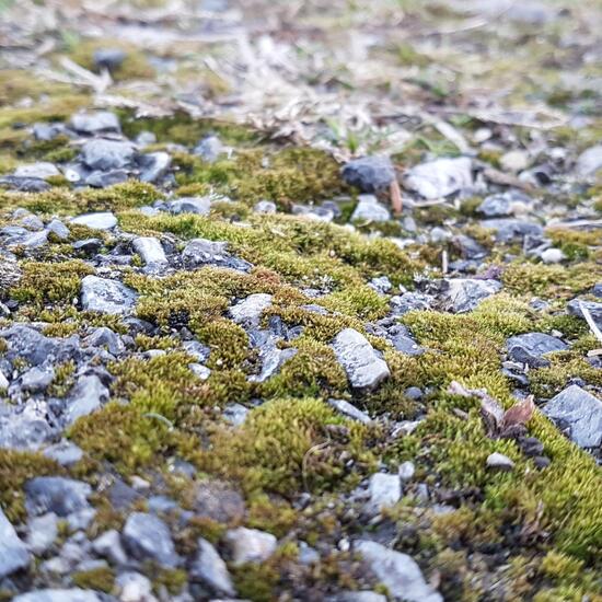 Bryophyte: Plant in habitat City and Urban in the NatureSpots App