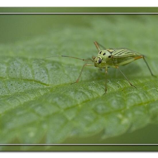 Mermitelocerus schmidtii: Tier im Habitat Strasse/Verkehr in der NatureSpots App