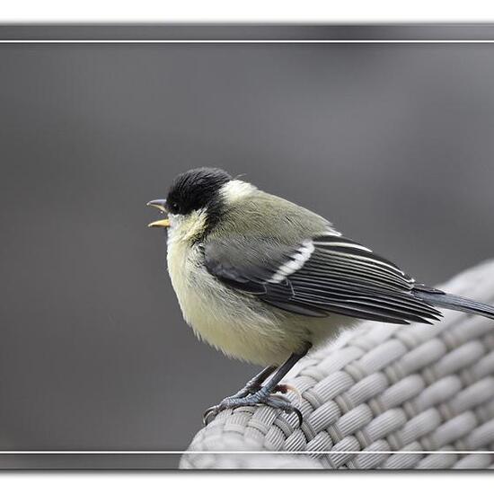 Kohlmeise: Tier im Habitat Garten in der NatureSpots App