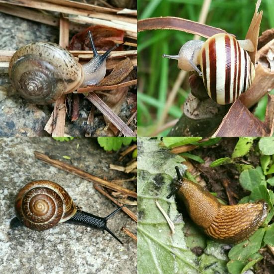 Schnecken: Tier im Habitat Park in der NatureSpots App