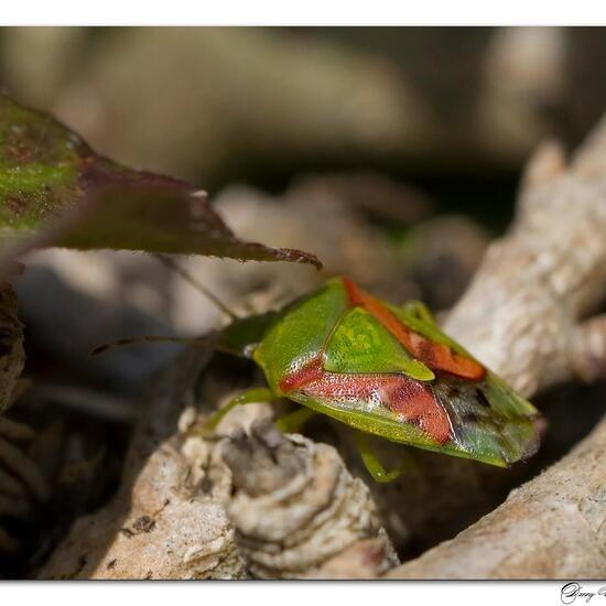 Cyphostethus tristriatus: Animal in habitat Garden in the NatureSpots App