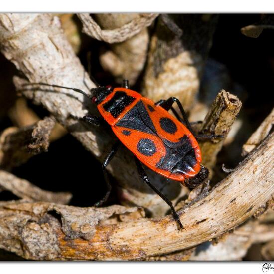 Gemeine Feuerwanze: Tier im Habitat Garten in der NatureSpots App