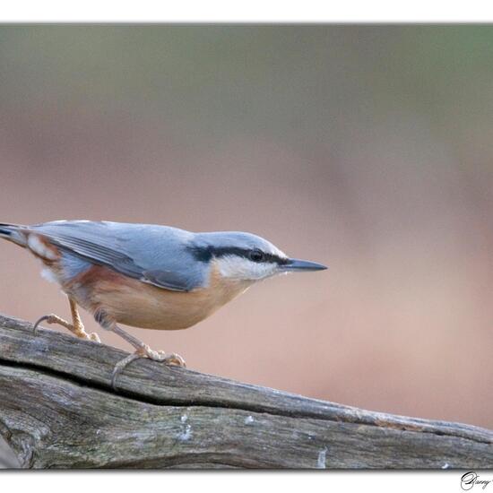 Sitta europaea: Animal in habitat Boreal forest in the NatureSpots App