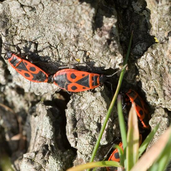 Gemeine Feuerwanze: Tier in der Natur in der NatureSpots App