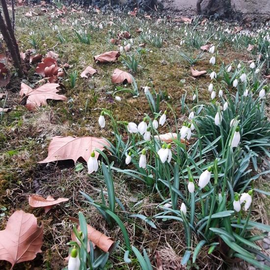 Schneeglöckchen: Pflanze im Habitat Garten in der NatureSpots App