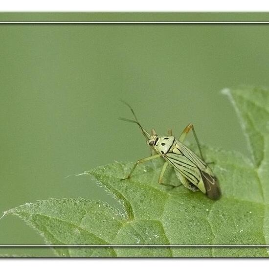 Mermitelocerus schmidtii: Tier im Habitat Strasse/Verkehr in der NatureSpots App