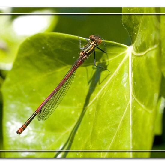 Large Red Damselfly: Animal in habitat Garden in the NatureSpots App