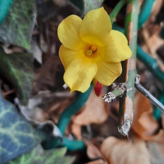 Jasminum nudiflorum: Plant in habitat Garden in the NatureSpots App