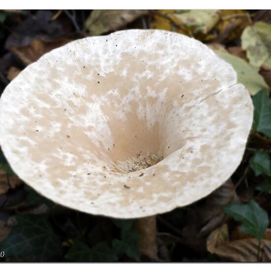 Clitocybe geotropa: Pilz im Habitat Park in der NatureSpots App