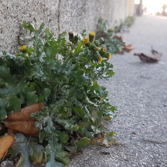 Raue Gänsedistel: Pflanze im Habitat Strasse/Verkehr in der NatureSpots App