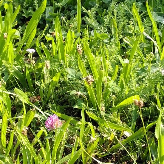 Plantago lanceolata: Plant in habitat Natural Meadow in the NatureSpots App