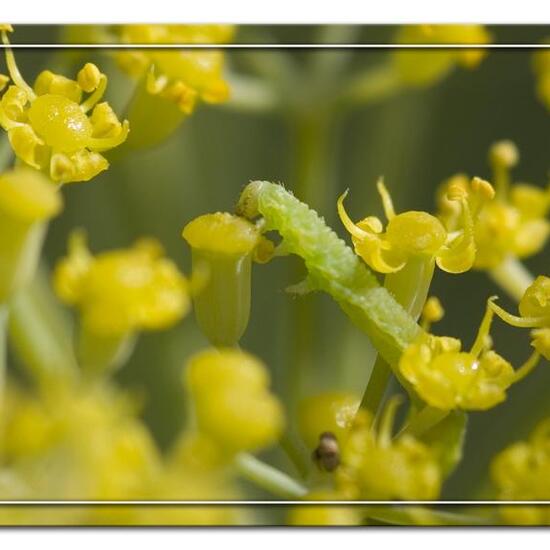 Lobophora halterata: Tier im Habitat Garten in der NatureSpots App