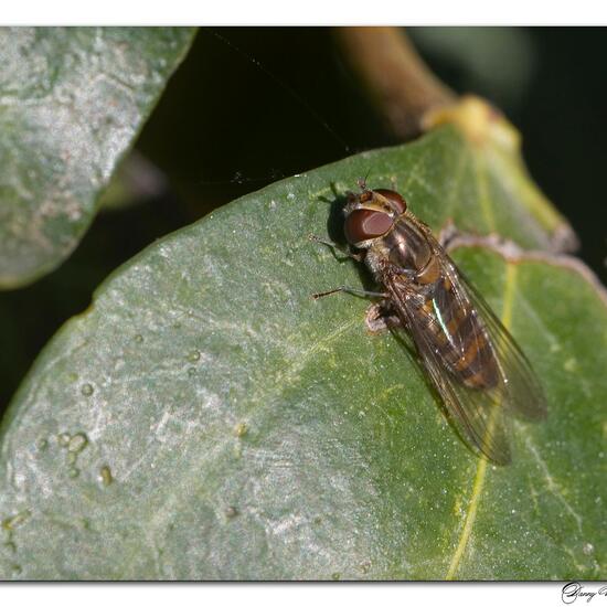 Episyrphus balteatus: Animal in habitat Garden in the NatureSpots App