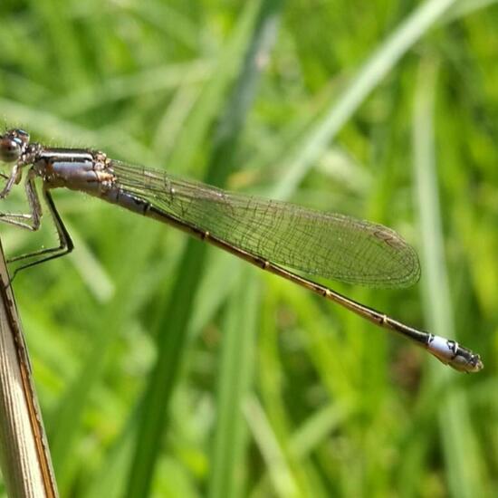 Kleine Pechlibelle: Tier in der Natur in der NatureSpots App