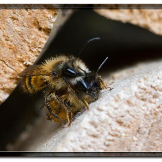 Rote Mauerbiene: Tier in der Natur in der NatureSpots App