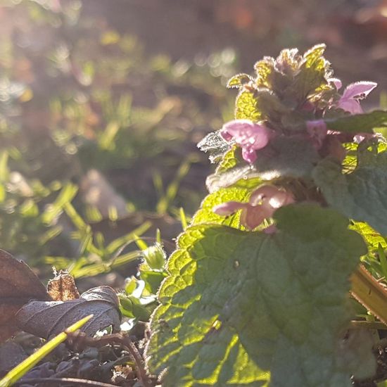 Taubnesseln: Pflanze im Habitat Park in der NatureSpots App