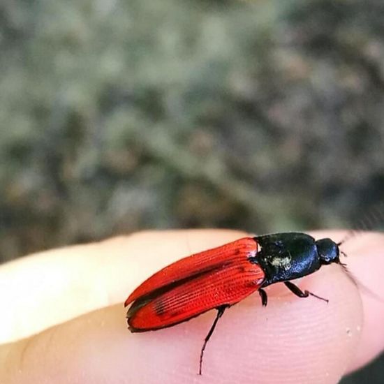 Blutroter Schnellkäfer: Tier im Habitat Park in der NatureSpots App