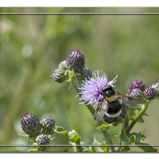 Hummel-Waldschwebfliege: Tier im Habitat Landwirtschaftliche Wiese in der NatureSpots App