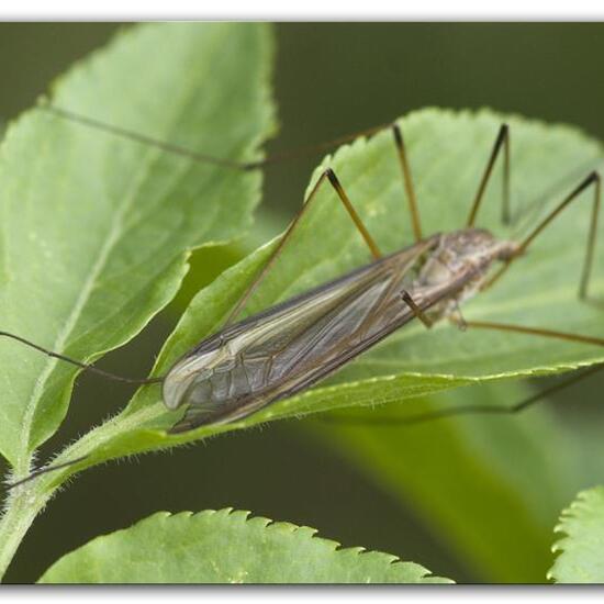 Tipula oleracea: Animal in habitat Grassland in the NatureSpots App