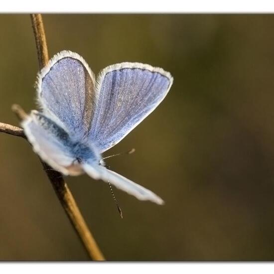 Polyommatus icarus: Animal in nature in the NatureSpots App