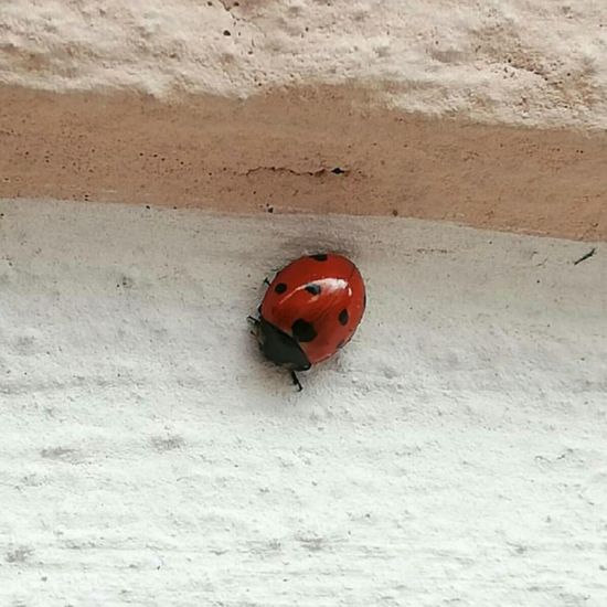 Siebenpunkt-Marienkäfer: Tier im Habitat Stadt und Garten in der NatureSpots App