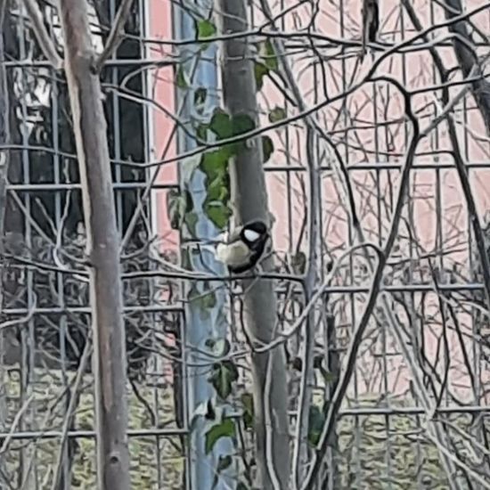 Great Tit: Animal in habitat Park in the NatureSpots App