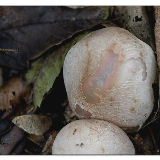 Stinkmorchelverwandte: Pilz in der Natur in der NatureSpots App