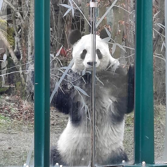 Großer Panda: Tier im Habitat Zoo/Gehege in der NatureSpots App