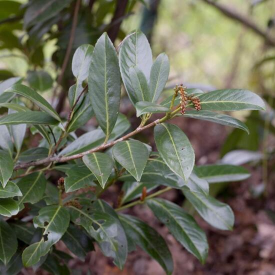 Lorbeerkirsche: Pflanze im Habitat Anderes Stadthabitat in der NatureSpots App