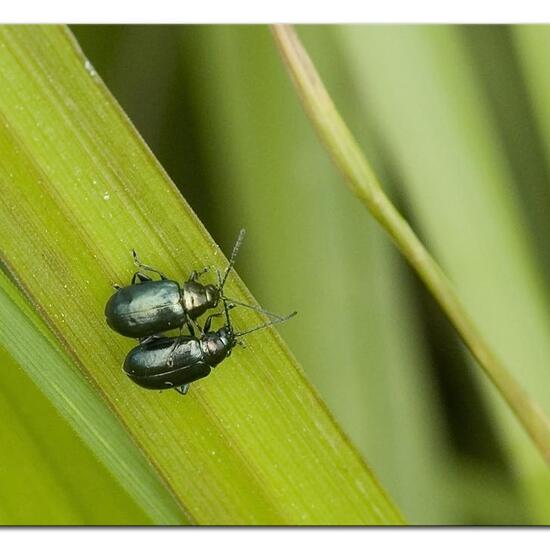 Blue willow beetle: Animal in habitat Semi-natural grassland in the NatureSpots App