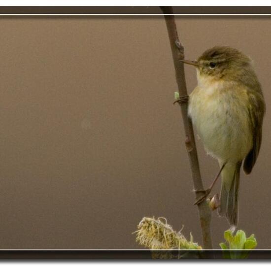 Common Chiffchaff: Animal in habitat Forest in the NatureSpots App