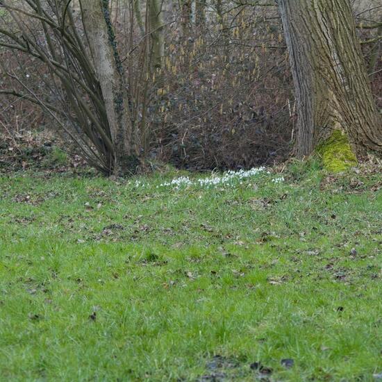 Kleines Schneeglöckchen: Pflanze im Habitat Grasland und Büsche in der NatureSpots App