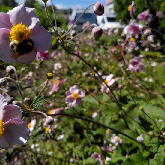 Herbst-Anemone: Pflanze im Habitat Garten in der NatureSpots App