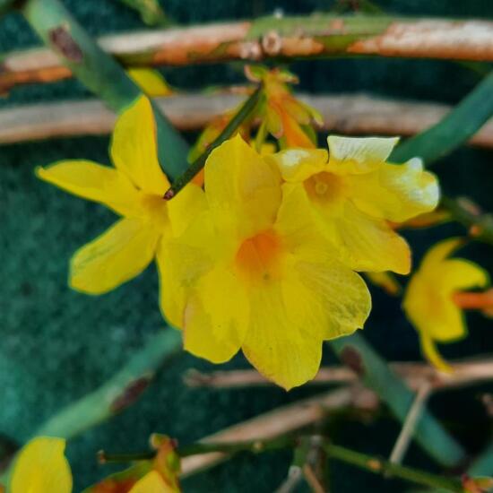 Jasminum nudiflorum: Plant in nature in the NatureSpots App