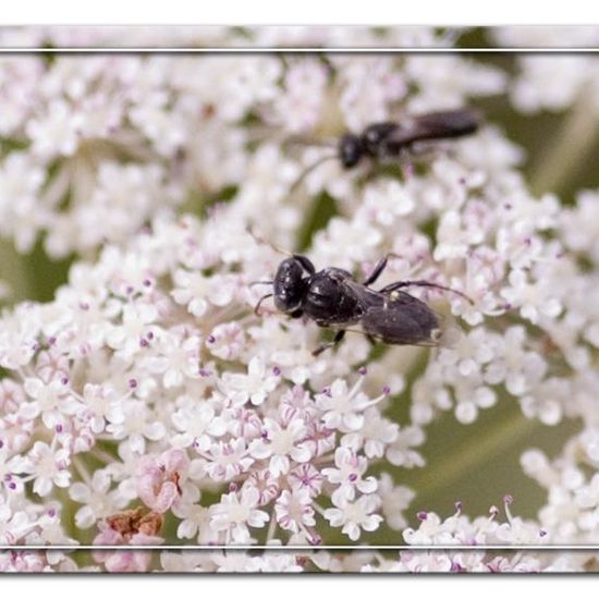 Oxybelus bipunctatus: Tier im Habitat Grasland und Büsche in der NatureSpots App