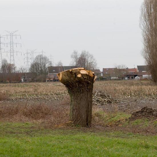 Korb-Weide: Pflanze im Habitat Grasland und Büsche in der NatureSpots App