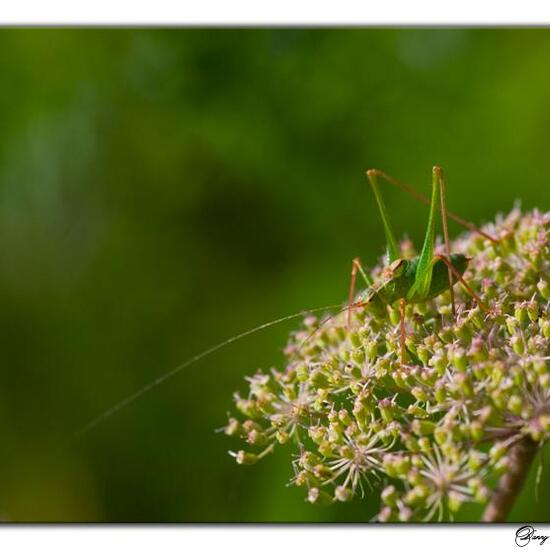 Speckled bush-cricket: Animal in habitat Semi-natural grassland in the NatureSpots App