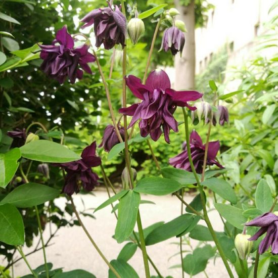 Aquilegia atrata: Plant in nature in the NatureSpots App