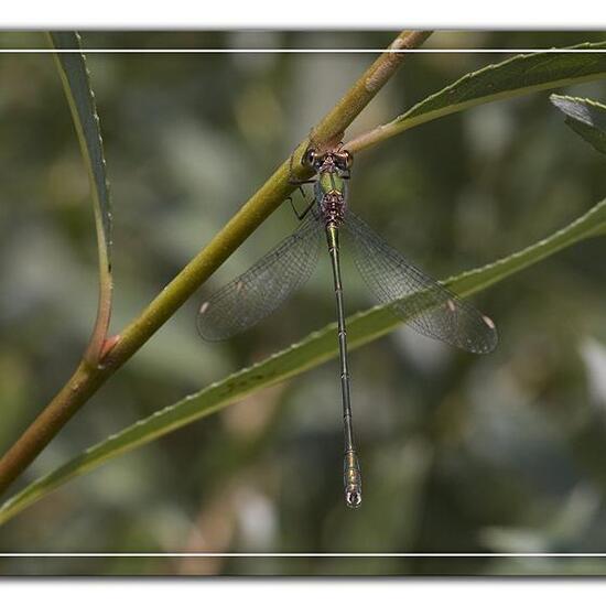 Chalcolestes viridis: Animal in habitat Pond in the NatureSpots App