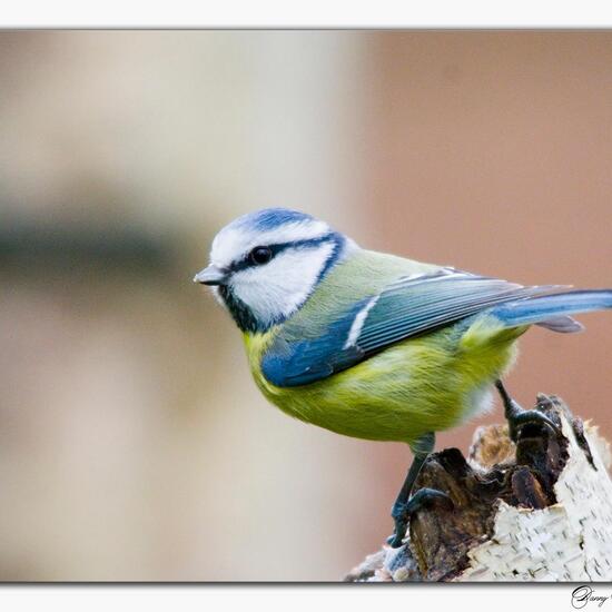 Cyanistes caeruleus: Animal in habitat Boreal forest in the NatureSpots App