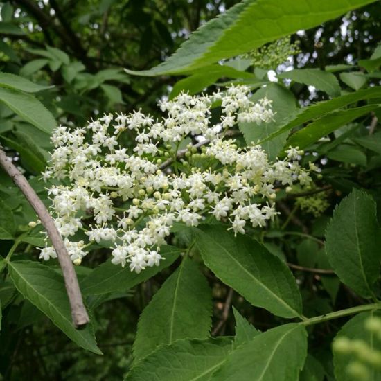 Schwarzer Holunder: Pflanze im Habitat Park in der NatureSpots App