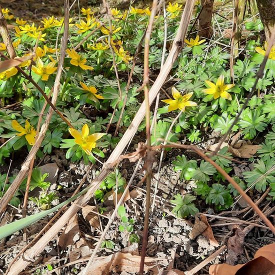 Eranthis hyemalis: Plant in nature in the NatureSpots App