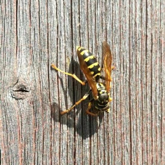 Polistes dominula: Animal in nature in the NatureSpots App