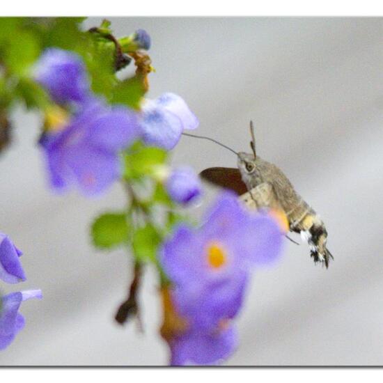 Macroglossum stellatarum: Animal in habitat Garden in the NatureSpots App