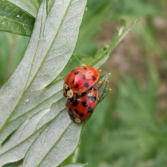 Coccinellidae: Animal in nature in the NatureSpots App