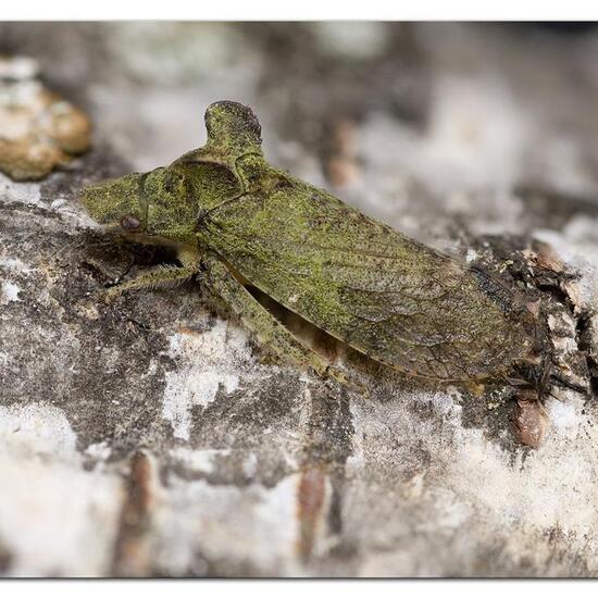 Echte Ohrzikade: Tier im Habitat Garten in der NatureSpots App