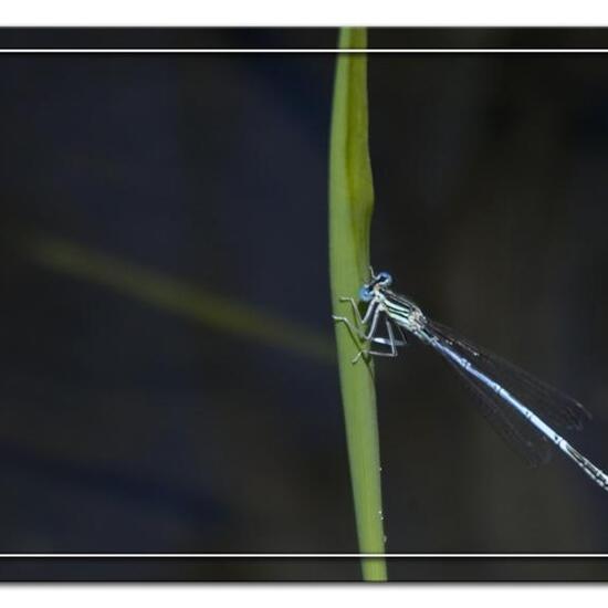 Blaue Federlibelle: Tier im Habitat Wald in der NatureSpots App