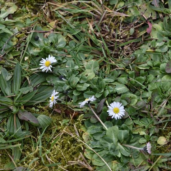 Bellis perennis: Plant in habitat Semi-natural grassland in the NatureSpots App